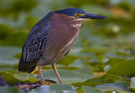 Green Heron